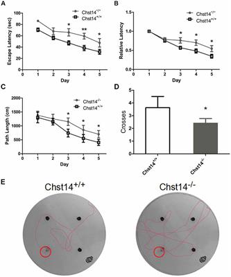 Impaired Cognitive Function and Altered Hippocampal Synaptic Plasticity in Mice Lacking Dermatan Sulfotransferase Chst14/D4st1